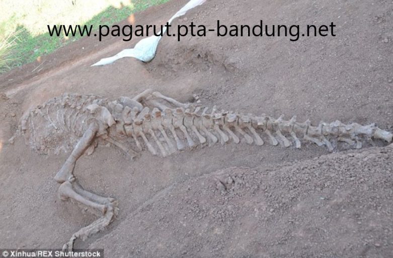 Penemuan Fosil Dinosaurus Baru